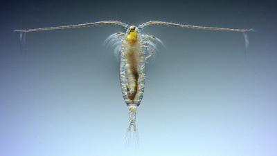 Image of the copepod Calanus finmarchicus